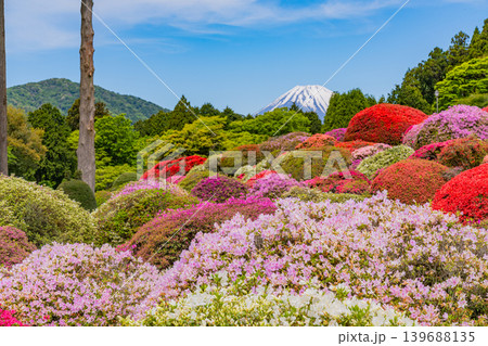 (神奈川県)山のホテルの美しいつつじ庭園から眺める富士山 (神奈川県)山のホテルの美しいつつじ庭園から眺める富士山 139688135