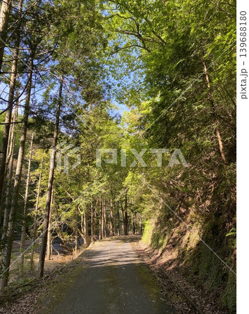 木漏れ日が差し込む日本の森林道路風景 139688180