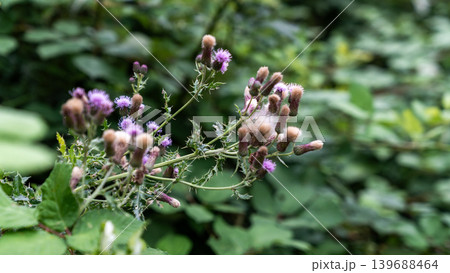 Purple wild thistle flowers growing naturally in green woodland surroundings. Detailed botanical textures create a natural countryside atmosphere. 139688464