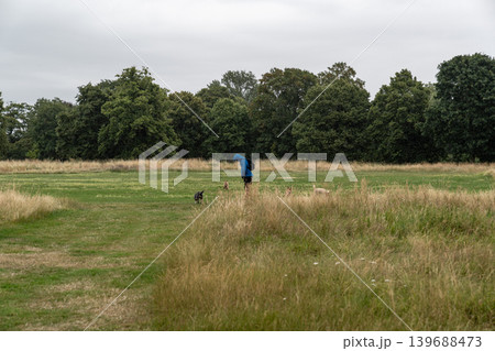 Person walks energetic dogs through a rainy meadow with playful movement, outdoor exercise, and natural countryside scenery. 139688473