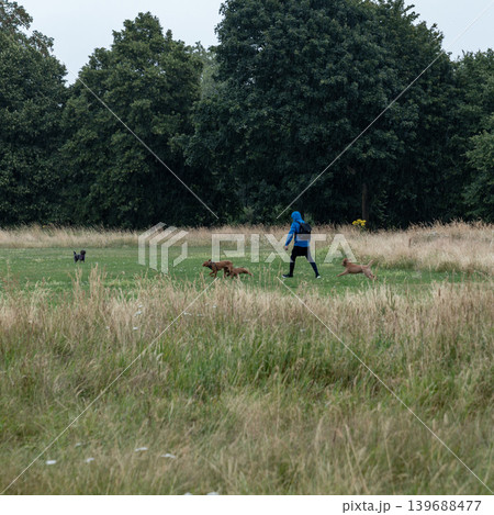 Person walks energetic dogs through a rainy meadow with playful movement, outdoor exercise, and natural countryside scenery. Person walks energetic dogs through a rainy meadow with playful movement, outdoor exercise, and natural countryside scenery. 139688477