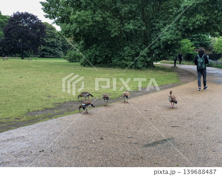 Egyptian goose walking close toward camera in London park without fear of nearby visitors. Curious urban bird approaches naturally along public pathway during daytime activity. Egyptian goose walking close toward camera in London park without fear of nearby visitors. Curious urban bird approaches naturally along public pathway during daytime activity. 139688487