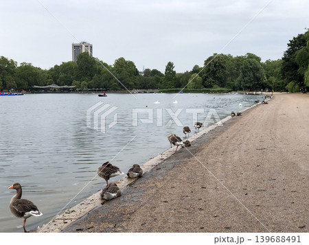 Greylag geese standing beside calm water at The Serpentine near Kensington Gardens in London. Wild birds gather naturally along lakeside park environment. 139688491