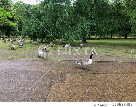 Canada geese grazing across public parkland near Kensington Gardens in London. Large flock spreads naturally beneath green trees within calm urban outdoor environment. Canada geese grazing across public parkland near Kensington Gardens in London. Large flock spreads naturally beneath green trees within calm urban outdoor environment. 139688492