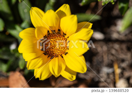 コピースペースのある黄色いガザニアの花 コピースペースのある黄色いガザニアの花 139688520
