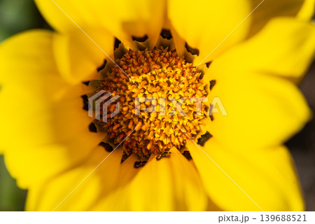 鮮やかに満開に咲く黄色いガザニアの花 139688521