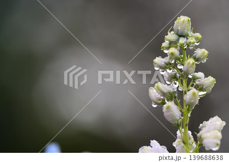 雫輝く白い花芽 139688638