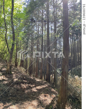 木漏れ日が差し込む日本の杉林と山道風景 木漏れ日が差し込む日本の杉林と山道風景 139688781