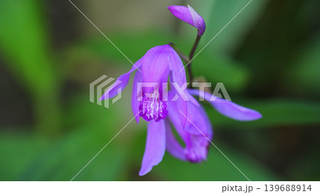 紫蘭(シラン)の花のクローズアップ 春の和風イメージ素材 紫蘭(シラン)の花のクローズアップ 春の和風イメージ素材 139688914