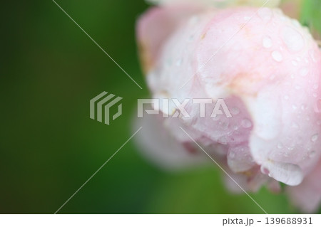 雨に濡れた秋のバラ 雨に濡れた秋のバラ 139688931