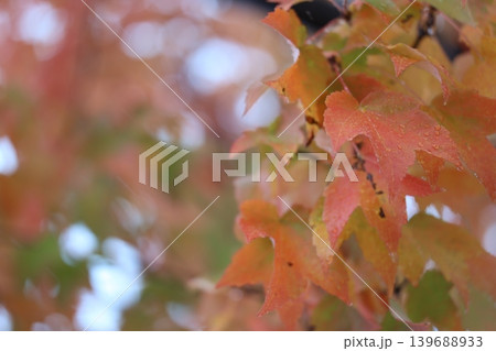 紅葉した葉 紅葉した葉 139688933