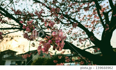 春の日差しを浴びて輝く満開の河津桜 139688962