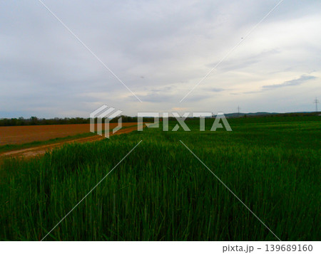 rice fields in the evening 139689160