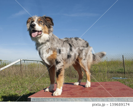 australian shepherd in nature australian shepherd in nature 139689174