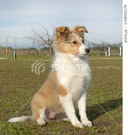 Shetland Sheepdog in club 139689176