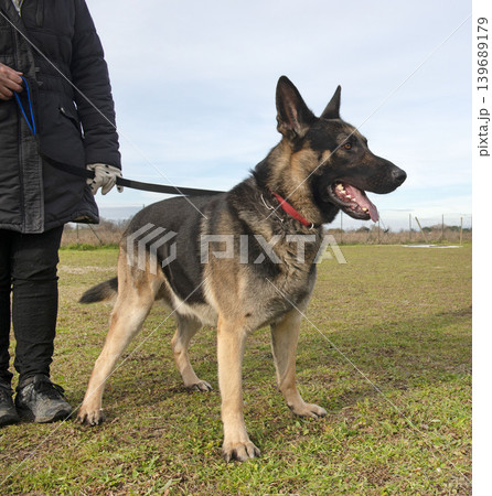 training of german shepherd training of german shepherd 139689179