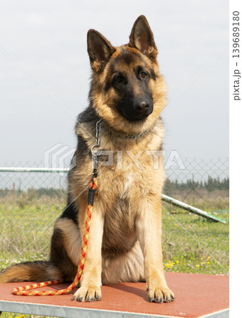 training of german shepherd training of german shepherd 139689180