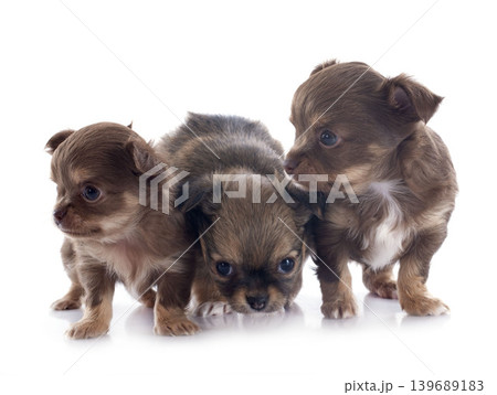 chihuahuas in studio chihuahuas in studio 139689183