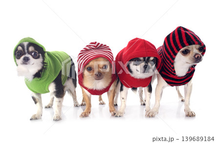 dressed chihuahuas dressed chihuahuas 139689184