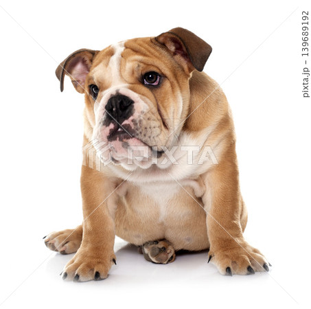 young english bulldog young english bulldog 139689192