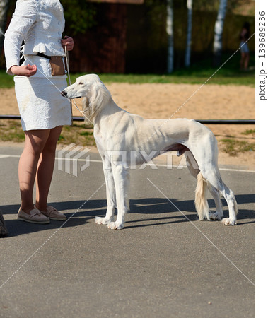 A handler in a white suit presents a magnificent white Saluki dog. The elegant sighthound stands perfectly posed on pavement at an outdoor competition under bright sunshine A handler in a white suit presents a magnificent white Saluki dog. The elegant sighthound stands perfectly posed on pavement at an outdoor competition under bright sunshine 139689236
