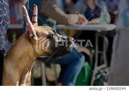 Fawn Great Dane dog in profile stands at an outdoor event during daytime. Its recently cropped ears are taped upright. Blurry people and tables are in the sunny background 139689244