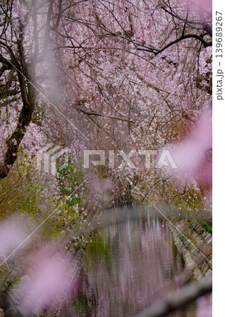 水面に映るしだれ桜 水面に映るしだれ桜 139689267