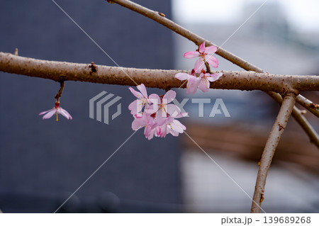 しだれ桜の花びらと枝 しだれ桜の花びらと枝 139689268