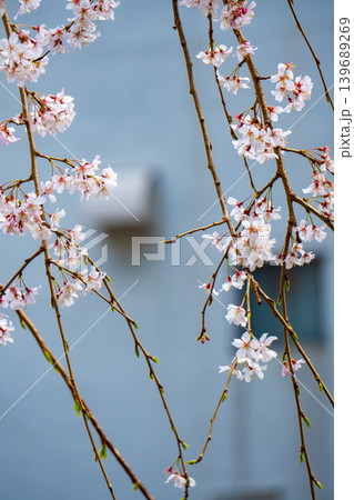 住宅街に咲くしだれ桜 住宅街に咲くしだれ桜 139689269