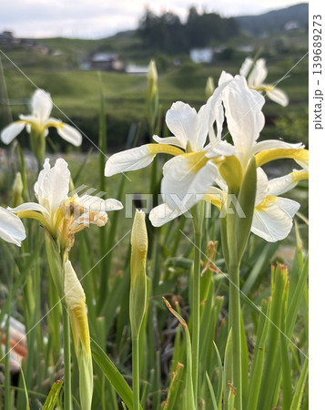 朝日に照らされた杜若 朝日に照らされた杜若 139689273