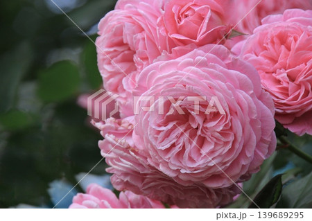 スプレー咲きのピンクの薔薇 埼玉県与野公園 スプレー咲きのピンクの薔薇 埼玉県与野公園 139689295