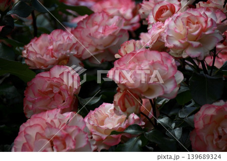 埋め尽くすように花開くピンクの縁取りが美しい薔薇　埼玉県与野公園 139689324