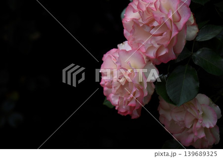 ピンクの縁取りが美しい白い薔薇 139689325
