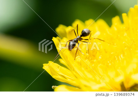 たんぽぽの蜜を探すクロヤマアリのマクロ写真 139689374
