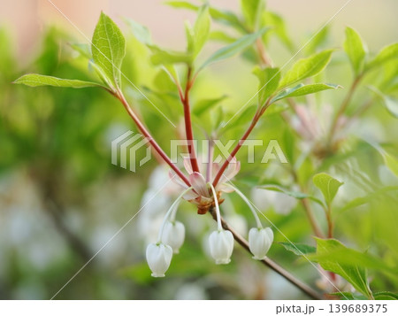 白いドウダンツツジの花 白いドウダンツツジの花 139689375