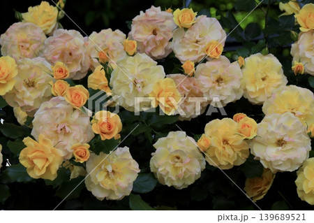 黄色のバリエーションが美しいたくさんの薔薇 埼玉県与野公園 黄色のバリエーションが美しいたくさんの薔薇 埼玉県与野公園 139689521