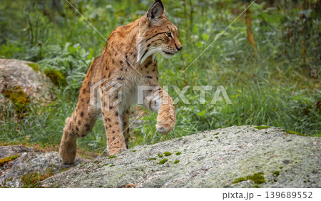 The Eurasian lynx (Lynx lynx) in the forest. 139689552