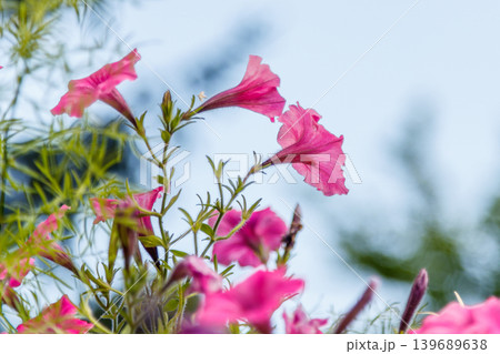 beautiful white and pink petunia flowers beautiful white and pink petunia flowers 139689638