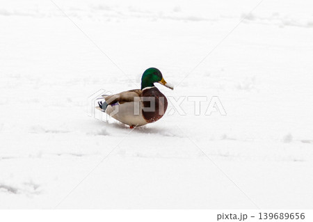 Ducks and drakes walk on snow and on a frozen lake 139689656