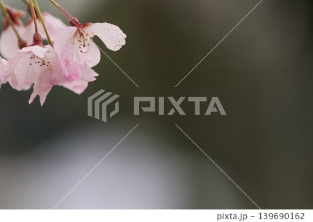しずく纏う春の桜 しずく纏う春の桜 139690162