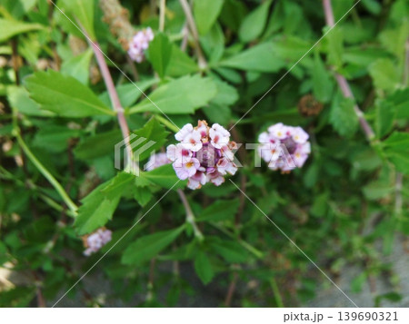 白いイワダレソウの花 白いイワダレソウの花 139690321