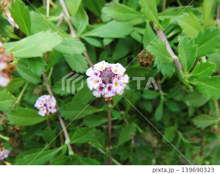 白いイワダレソウの花 139690323
