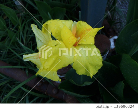 黄色いグラオジラスの花の接写	 139690324