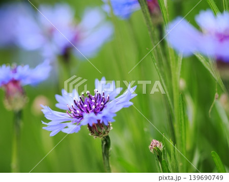 可憐なヤグルマギクの花 139690749