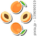 Fruit theme from set juicy delicious apricot of various sizes 139690919