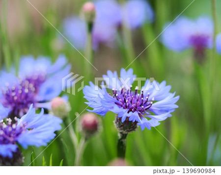 花壇に咲いたヤグルマギク 花壇に咲いたヤグルマギク 139690984