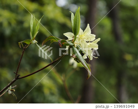 ヒカゲツツジの淡い黄色の花 ヒカゲツツジの淡い黄色の花 139691049
