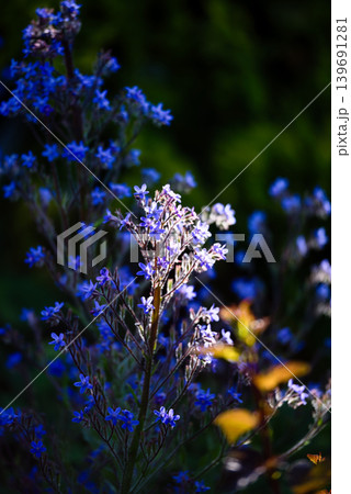 シノグロッサムの花に差し込む光 シノグロッサムの花に差し込む光 139691281