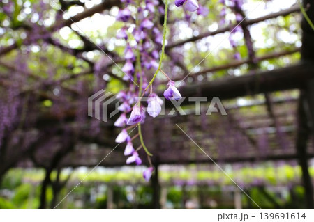 藤棚に咲く紫色の藤の花 藤棚に咲く紫色の藤の花 139691614