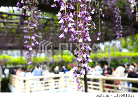 柔らかな藤の花のある風景 柔らかな藤の花のある風景 139691615